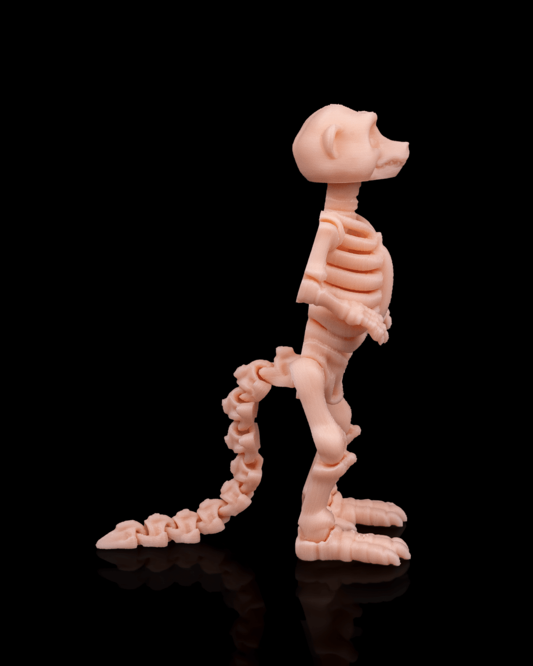 Bonez Zoo Skeleton Meerkat