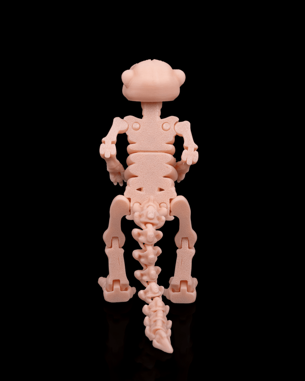 Bonez Zoo Skeleton Meerkat