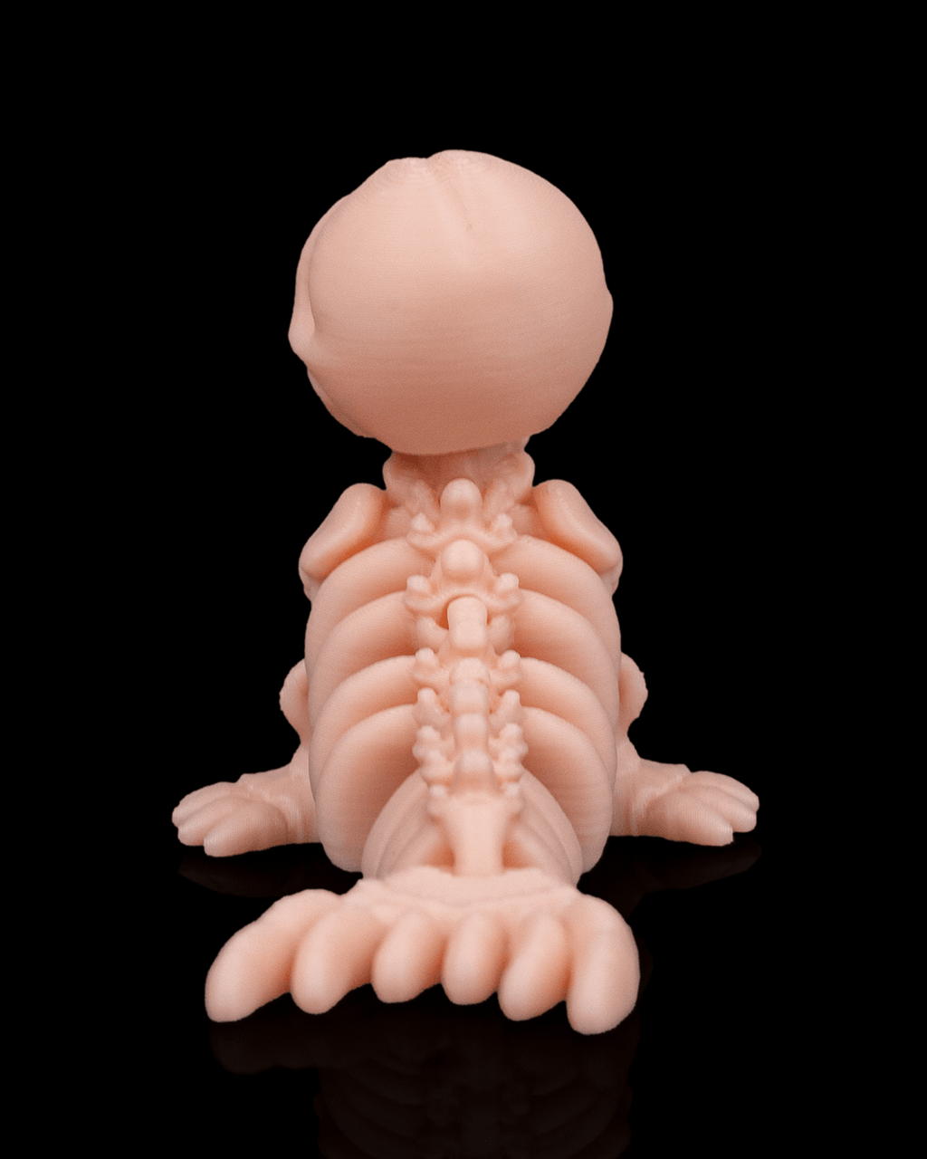 🦭 Bonez Zoo – Skeleton Seal